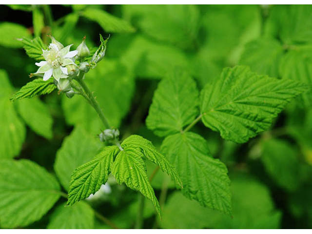 Rubus occidentalis (Black raspberry) #73232