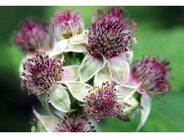 Rubus occidentalis (Black raspberry) #73240