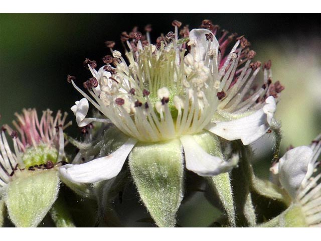 Rubus occidentalis (Black raspberry) #73251