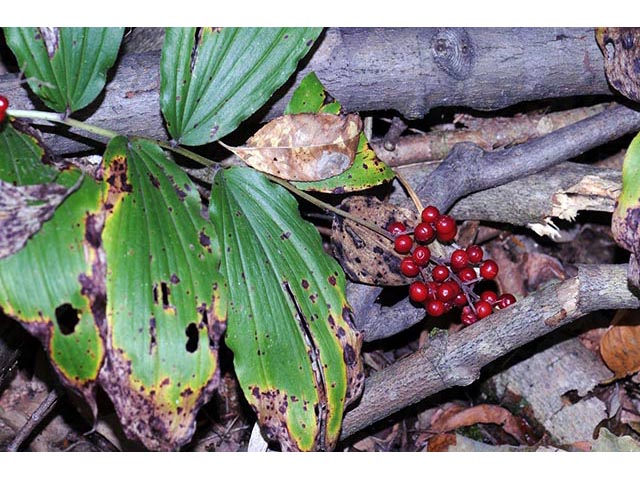 Maianthemum racemosum ssp. racemosum (Feathery false lily of the valley) #73272