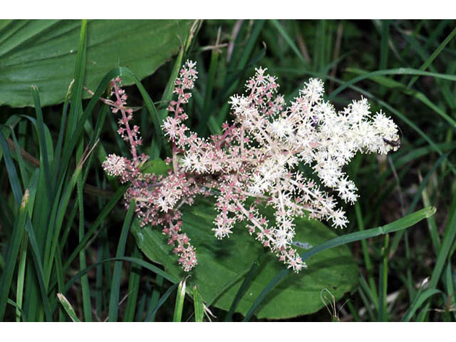 Maianthemum racemosum (Feathery false lily of the valley) #73283