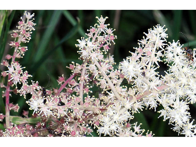 Maianthemum racemosum (Feathery false lily of the valley) #73284