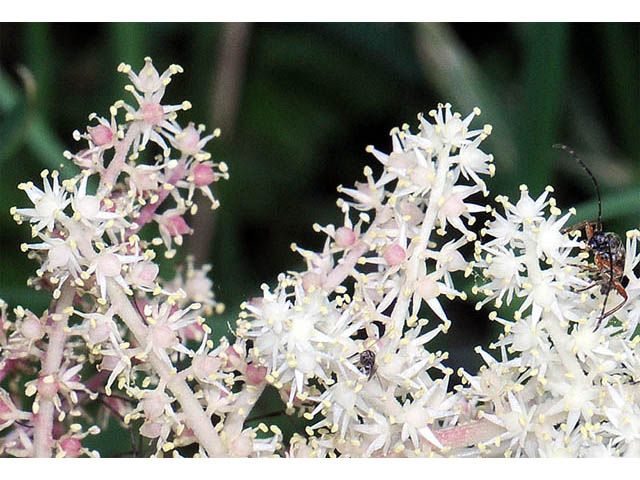 Maianthemum racemosum (Feathery false lily of the valley) #73285