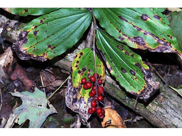 Maianthemum racemosum (Feathery false lily of the valley) #73288