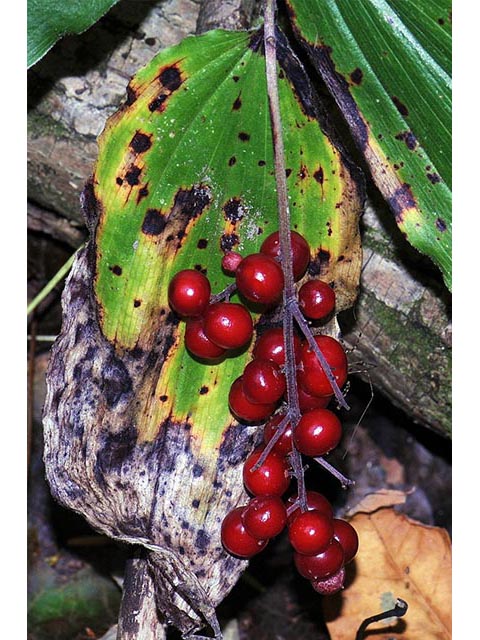 Maianthemum racemosum (Feathery false lily of the valley) #73289