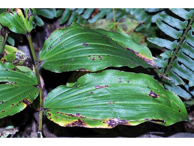 Maianthemum racemosum (Feathery false lily of the valley) #73295