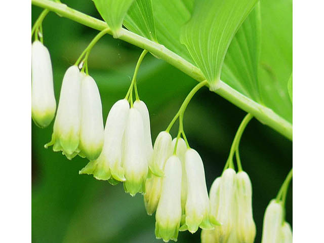 Polygonatum biflorum (Smooth solomon's seal) #73297