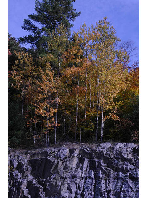 Populus tremuloides (Quaking aspen) #73378