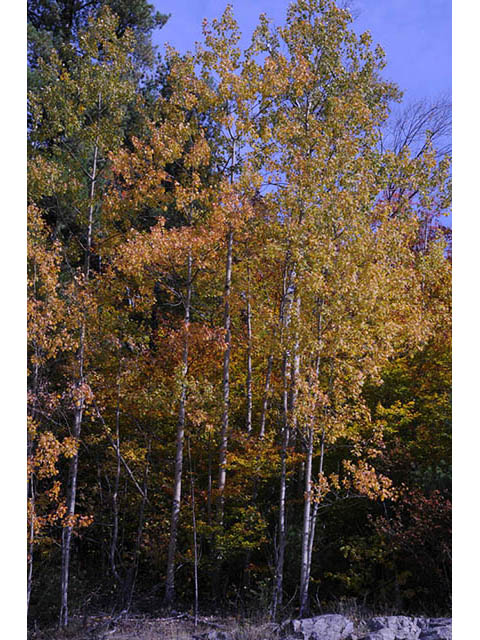 Populus tremuloides (Quaking aspen) #73379