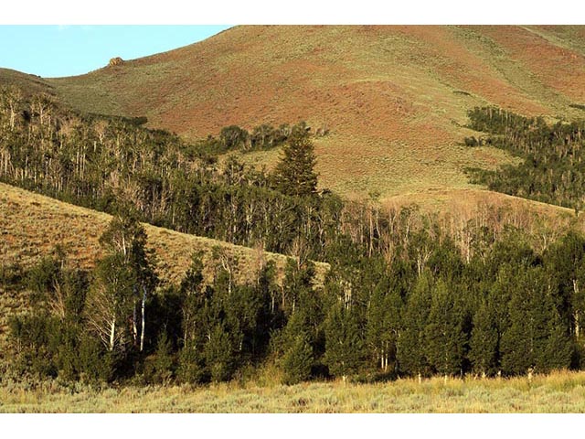 Populus tremuloides (Quaking aspen) #73389