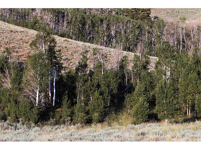 Populus tremuloides (Quaking aspen) #73390