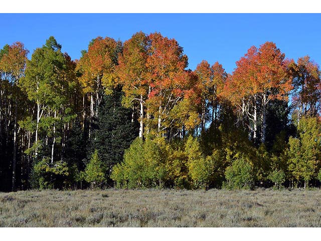 Populus tremuloides (Quaking aspen) #73395