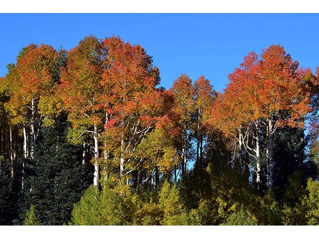 Populus tremuloides (Quaking aspen) #73398