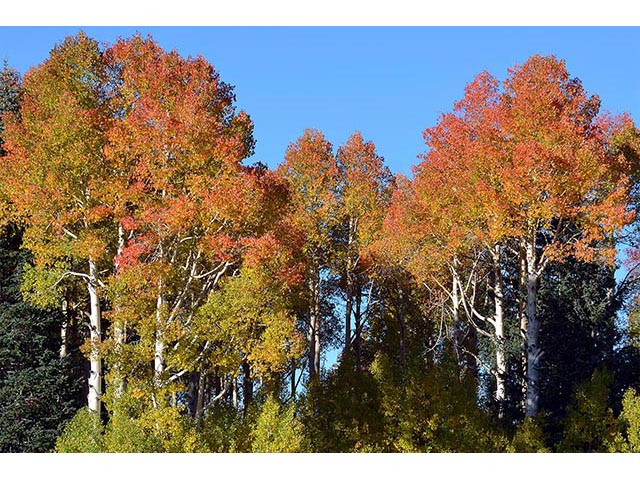 Populus tremuloides (Quaking aspen) #73399