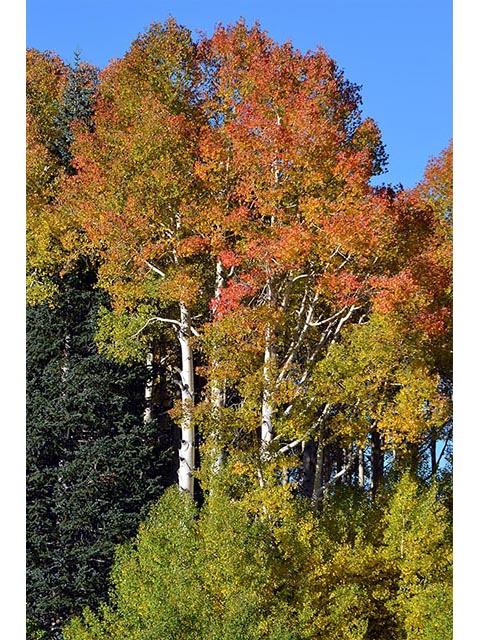 Populus tremuloides (Quaking aspen) #73400