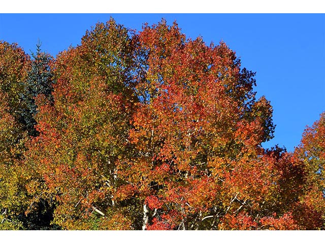 Populus tremuloides (Quaking aspen) #73401