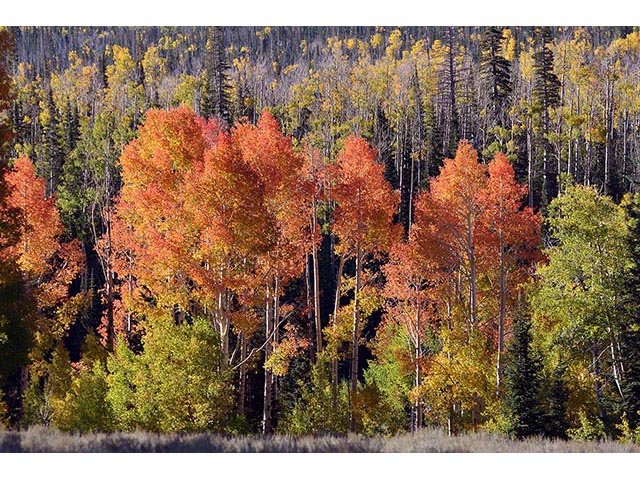 Populus tremuloides (Quaking aspen) #73402