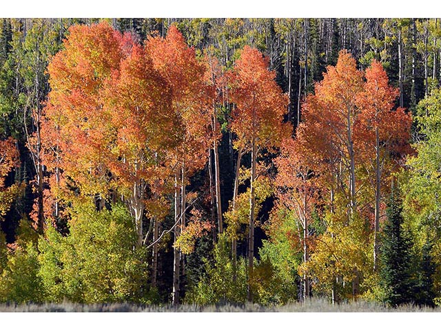 Populus tremuloides (Quaking aspen) #73403