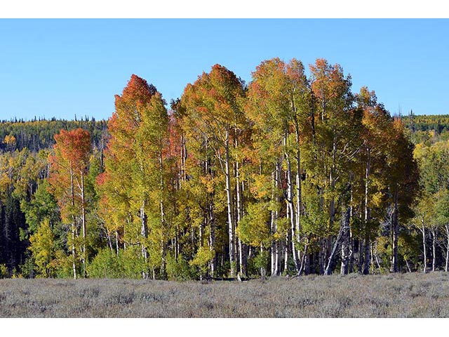 Populus tremuloides (Quaking aspen) #73404