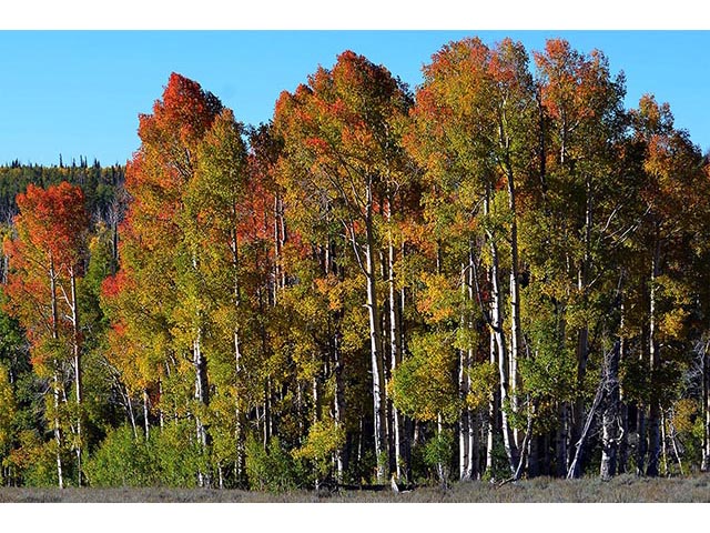 Populus tremuloides (Quaking aspen) #73405