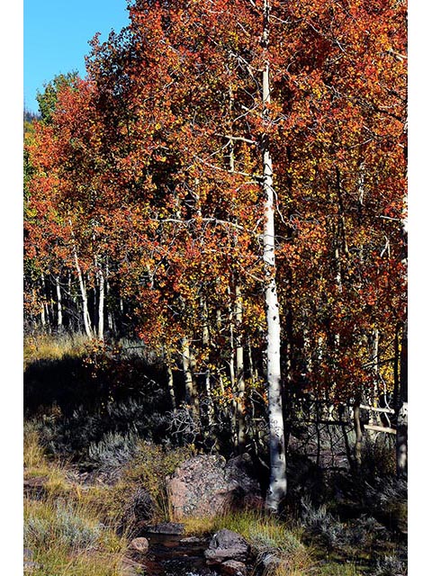 Populus tremuloides (Quaking aspen) #73409