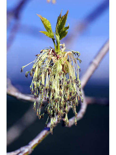 Acer negundo (Box elder) #73449