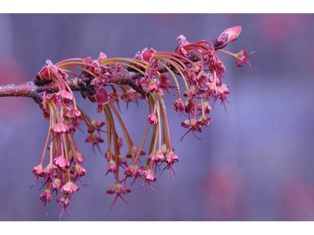 Acer rubrum (Red maple) #73467