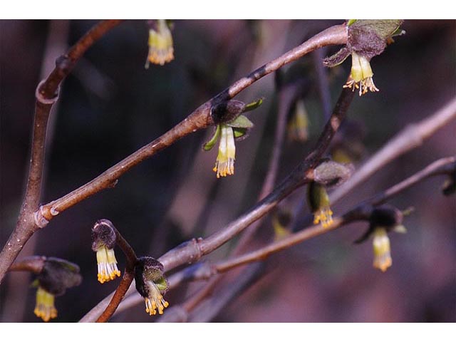 Dirca palustris (Eastern leatherwood) #73594