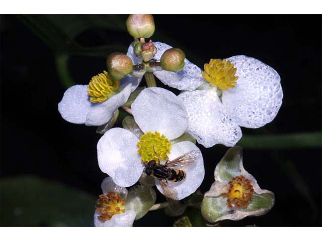 Sagittaria cuneata (Arumleaf arrowhead) #73739