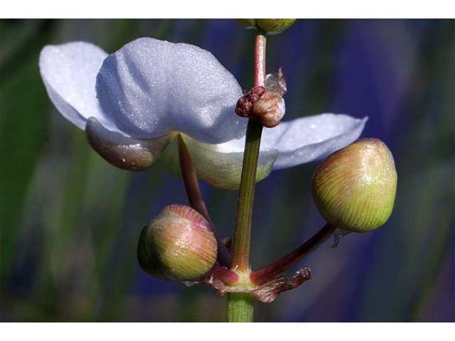 Sagittaria cuneata (Arumleaf arrowhead) #73741