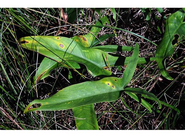 Sagittaria cuneata (Arumleaf arrowhead) #73747