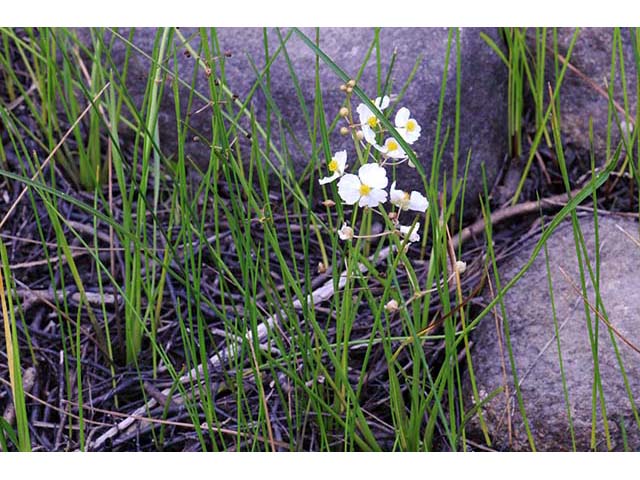 Sagittaria graminea var. graminea (Grassy arrowhead) #73749