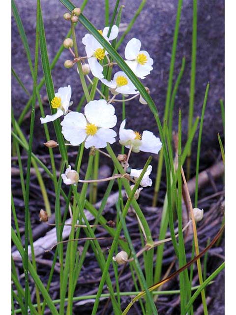 Sagittaria graminea var. graminea (Grassy arrowhead) #73750