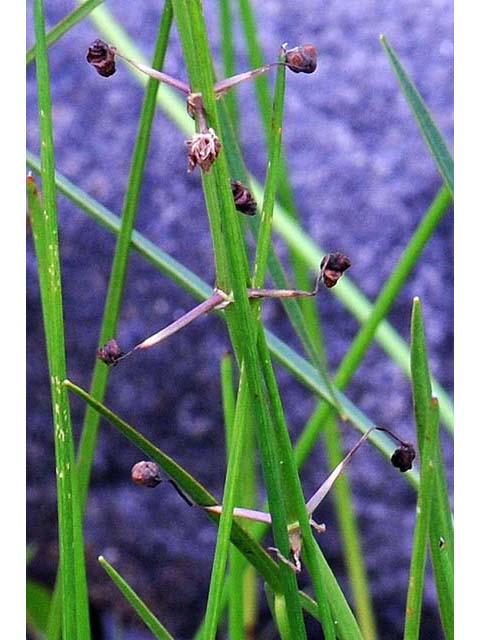 Sagittaria graminea var. graminea (Grassy arrowhead) #73752