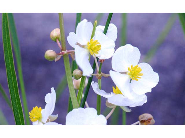 Sagittaria graminea var. graminea (Grassy arrowhead) #73754