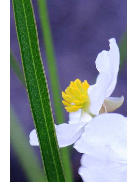 Sagittaria graminea var. graminea (Grassy arrowhead) #73756