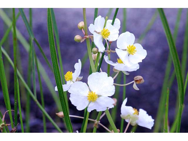 Sagittaria graminea (Grassy arrowhead) #73761