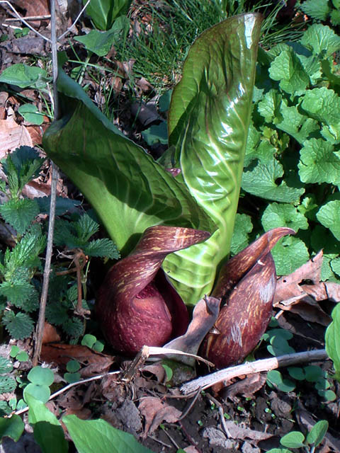 Symplocarpus foetidus (Skunk cabbage) #73770