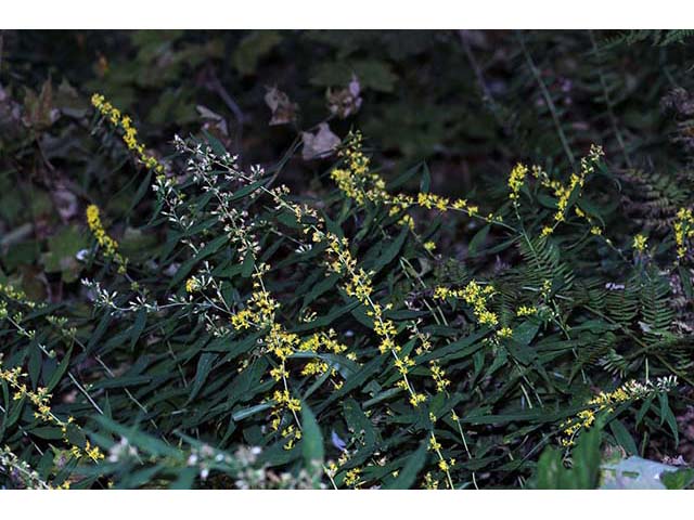 Solidago caesia var. caesia (Wreath goldenrod) #73887