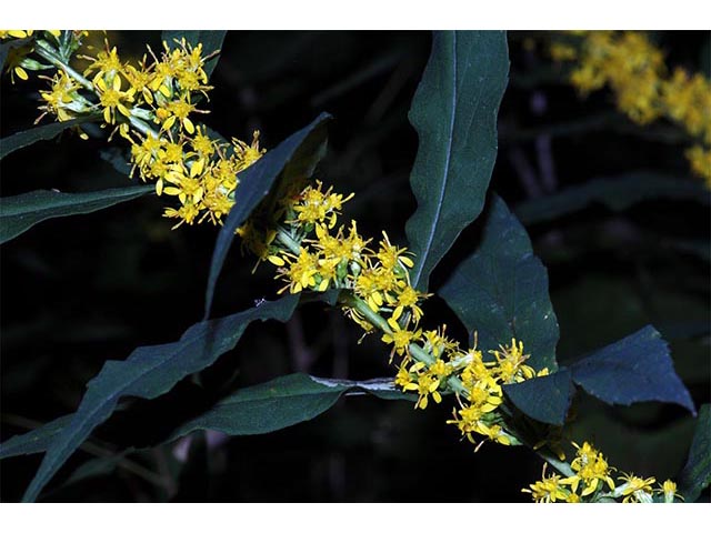 Solidago caesia var. caesia (Wreath goldenrod) #73889