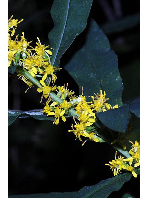 Solidago caesia var. caesia (Wreath goldenrod) #73890