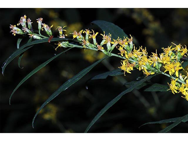 Solidago caesia var. caesia (Wreath goldenrod) #73891