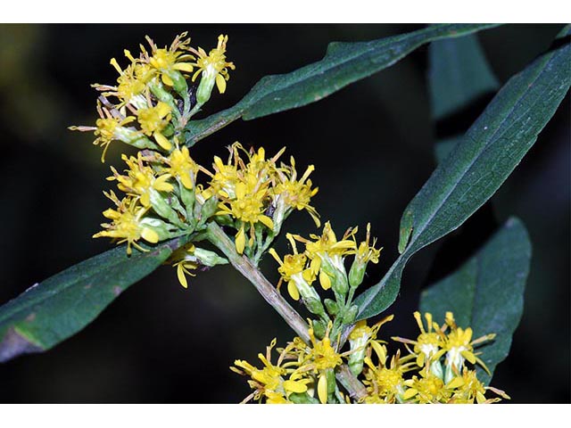 Solidago caesia var. caesia (Wreath goldenrod) #73892