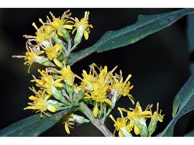 Solidago caesia var. caesia (Wreath goldenrod) #73893