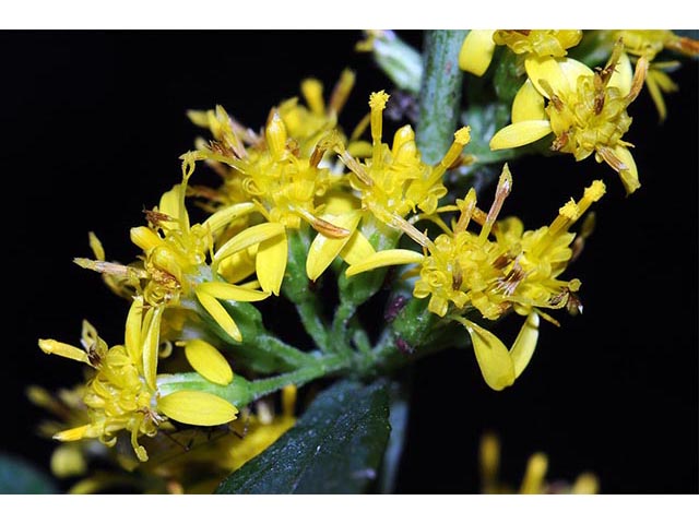 Solidago caesia var. caesia (Wreath goldenrod) #73894