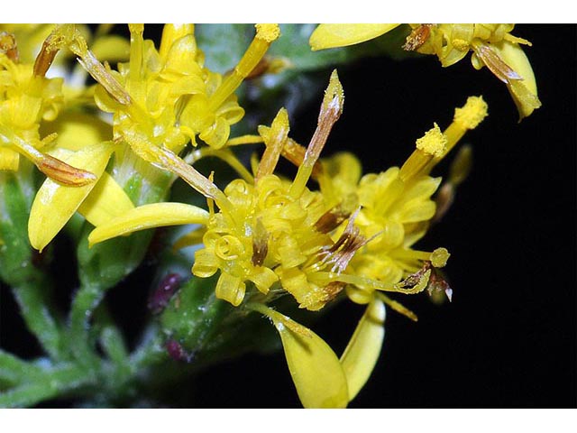 Solidago caesia var. caesia (Wreath goldenrod) #73895