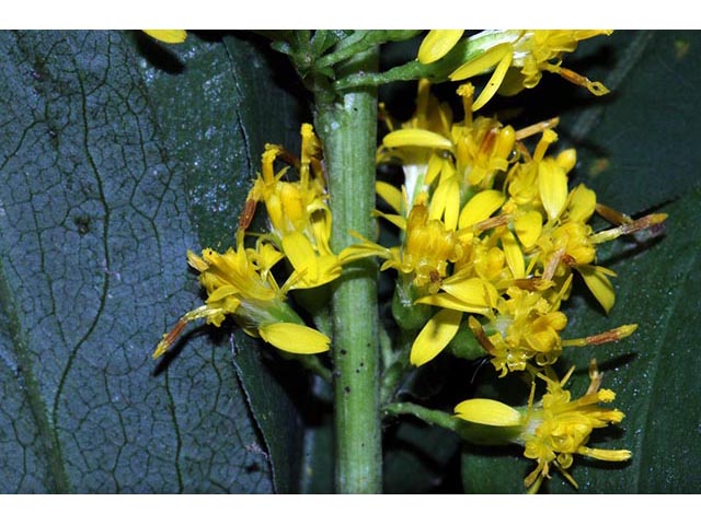 Solidago caesia var. caesia (Wreath goldenrod) #73896