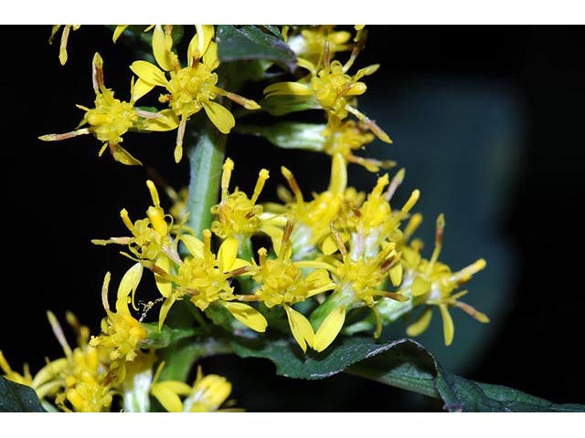 Solidago caesia var. caesia (Wreath goldenrod) #73897