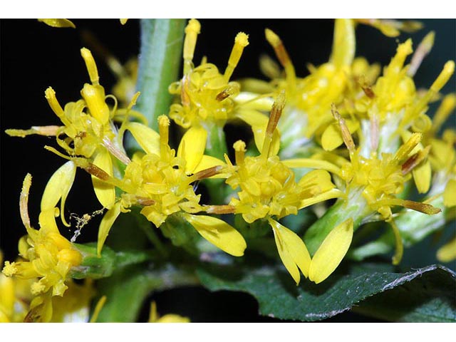 Solidago caesia var. caesia (Wreath goldenrod) #73898