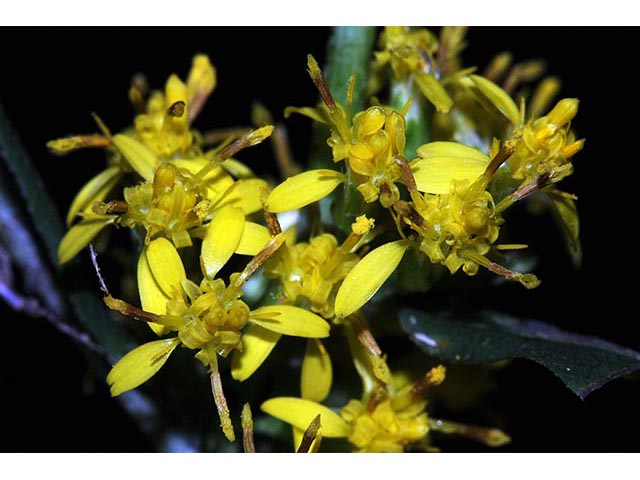 Solidago caesia var. caesia (Wreath goldenrod) #73899